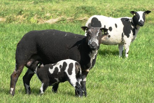 sheep  lambs  pasture