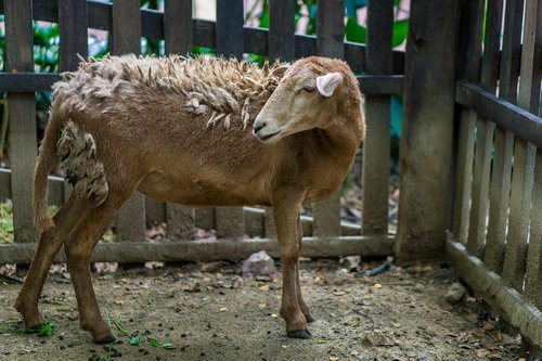 sheep  animal  nature