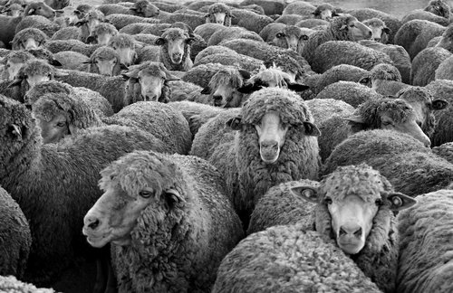 sheep  the flock  animals