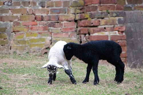 sheep  lamb  baby