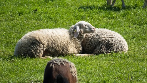 sheep  rest  concerns