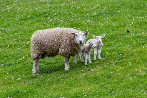 sheep  lamb  farm