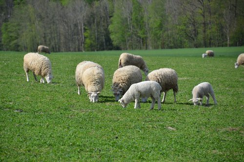 sheep  lamb  flock of sheep