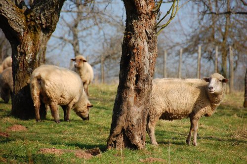 sheep  flock of sheep  meadow