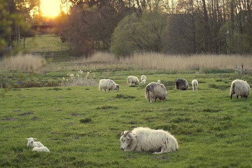 sheep  sheep meadow  flock of sheep