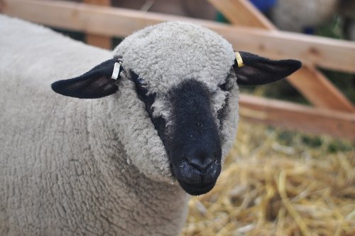 sheep  wool  farm
