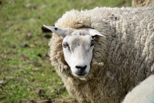 sheep  pasture  wool