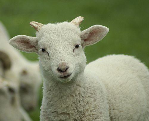 sheep  lamb  looks