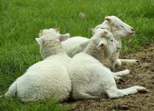 sheep  group  flock