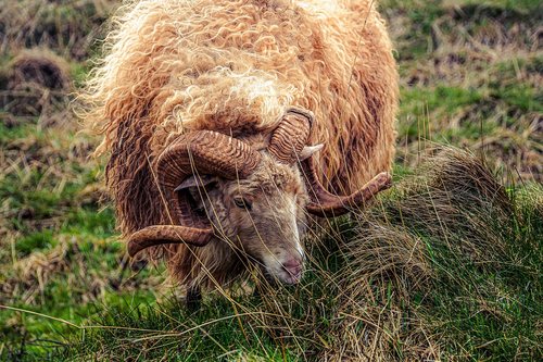 sheep  aries  horns