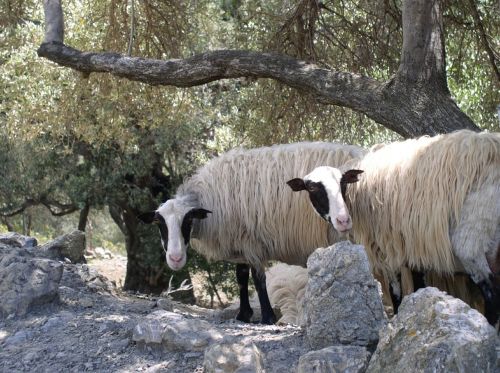 sheep animals olive trees