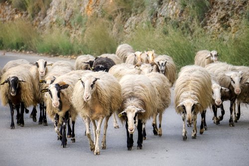 sheep  road  landscape