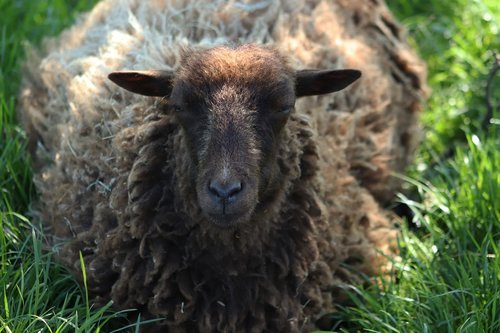 sheep  wool  sheep's wool