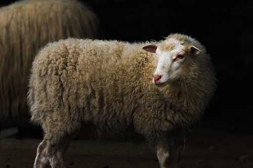 sheep  ram  animal