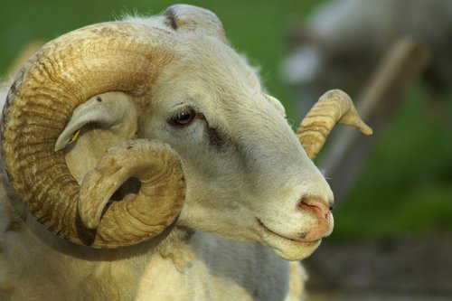 sheep  ram  horns