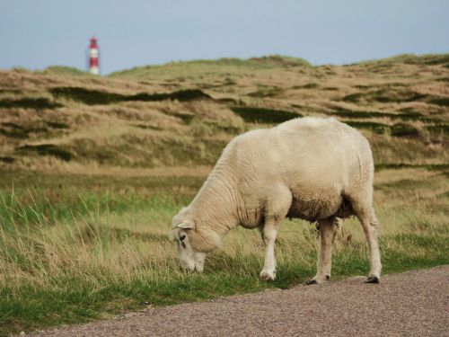 sheep sylt north sea