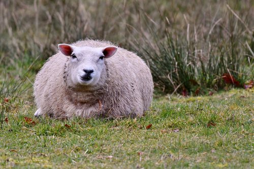 sheep  mammal  wool