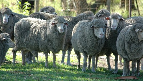 sheep  herd  livestock