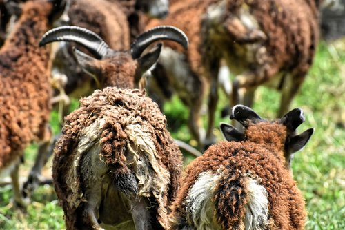sheep  animals  wool