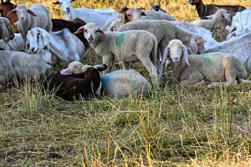 sheep  goats  lamb