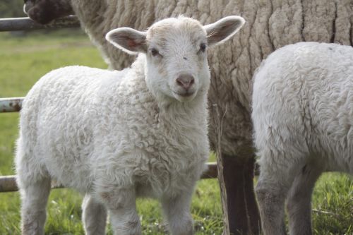 sheep lamb animal
