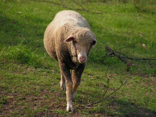 sheep pasture the successive