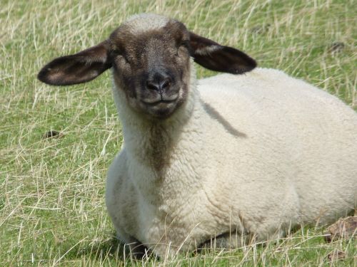 sheep wool animal