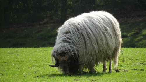 sheep pasture heide