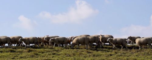 sheep flock of sheep dike