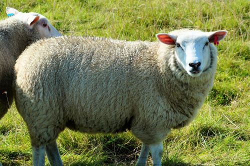 sheep portrait close