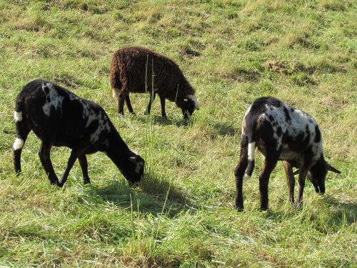 sheep graze flock