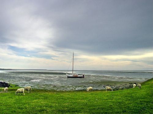 sheep boat island