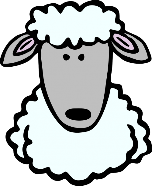 sheep face head