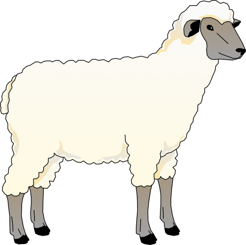 sheep animal barn