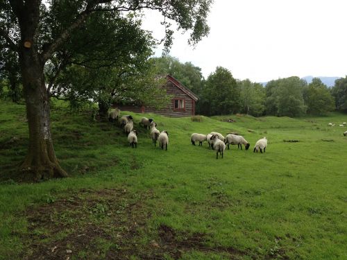 sheep svanøy norway