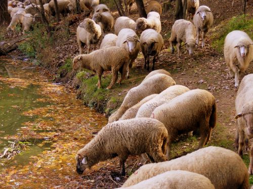 sheep the flock water