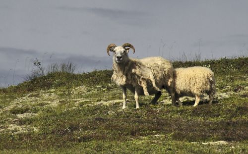 sheep icelandic nature