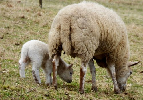 sheep lamb browser