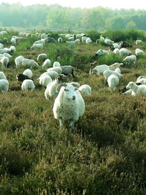sheep heide flock