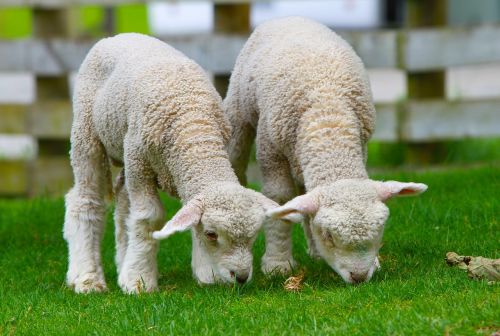 sheep lamb new zealand