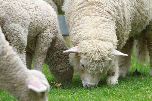 sheep lamb new zealand