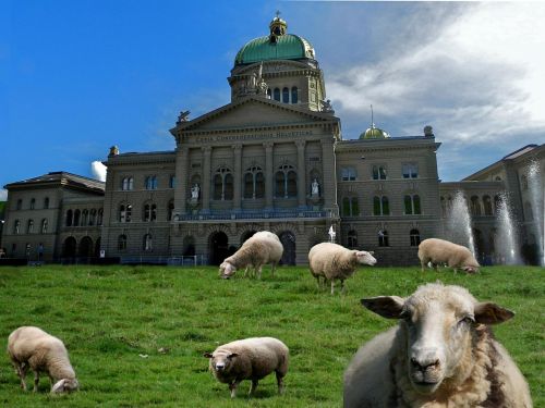 sheep meadow government