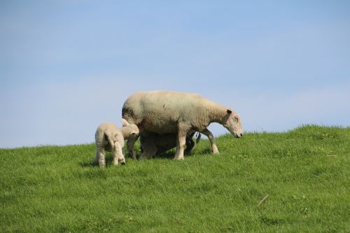 sheep wool lamb