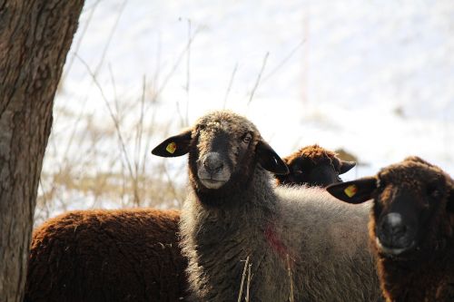 sheep animals sheep face