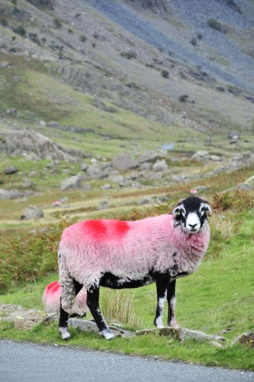 sheep hills landscape