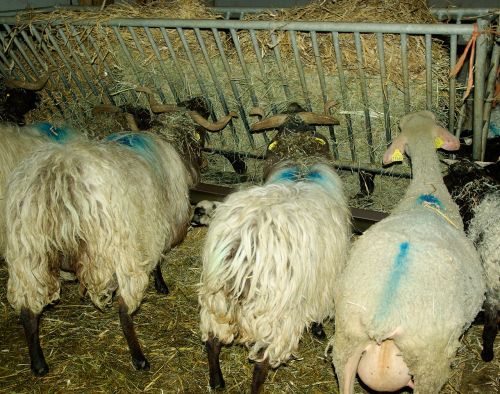 sheep livestock breeding