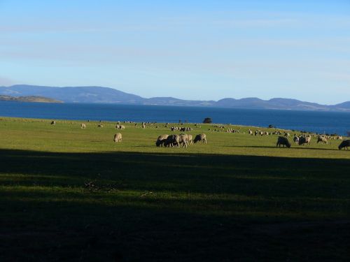 sheep field pasture