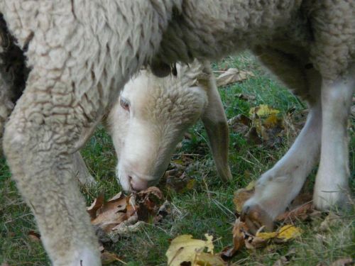 sheep see through legs