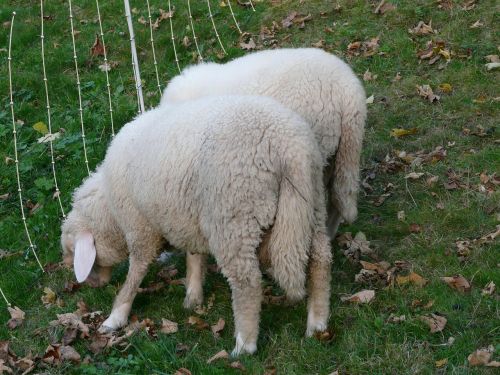 sheep pasture animal