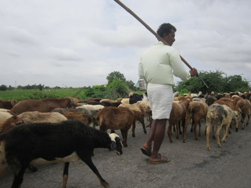 sheep man herding